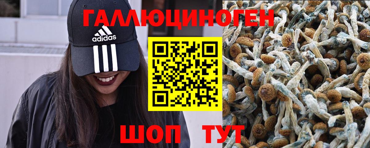 Псилоцибиновые грибы Psilocybe Солнечногорск